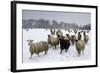 Sheep in Wintry Field-Stuart Black-Framed Photographic Print