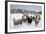 Sheep in Wintry Field-Stuart Black-Framed Photographic Print