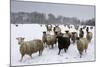 Sheep in Wintry Field-Stuart Black-Mounted Photographic Print