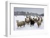 Sheep in Wintry Field-Stuart Black-Framed Photographic Print