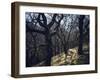 Sheep in Woods-Clive Nolan-Framed Photographic Print