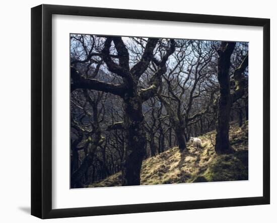 Sheep in Woods-Clive Nolan-Framed Photographic Print