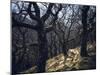 Sheep in Woods-Clive Nolan-Mounted Photographic Print