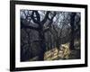 Sheep in Woods-Clive Nolan-Framed Photographic Print