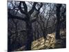 Sheep in Woods-Clive Nolan-Mounted Photographic Print