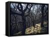 Sheep in Woods-Clive Nolan-Framed Stretched Canvas