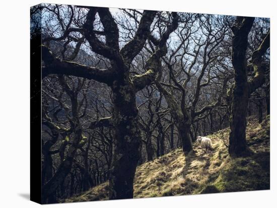 Sheep in Woods-Clive Nolan-Stretched Canvas