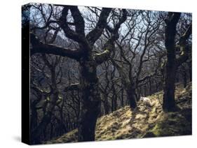 Sheep in Woods-Clive Nolan-Stretched Canvas