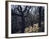 Sheep in Woods-Clive Nolan-Framed Photographic Print