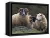 Sheep, Isle of Skye, Scotland-Art Wolfe-Framed Stretched Canvas