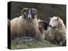 Sheep, Isle of Skye, Scotland-Art Wolfe-Stretched Canvas