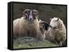 Sheep, Isle of Skye, Scotland-Art Wolfe-Framed Stretched Canvas