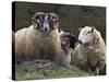 Sheep, Isle of Skye, Scotland-Art Wolfe-Stretched Canvas