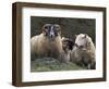 Sheep, Isle of Skye, Scotland-Art Wolfe-Framed Photographic Print