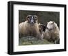 Sheep, Isle of Skye, Scotland-Art Wolfe-Framed Photographic Print