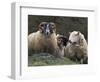 Sheep, Isle of Skye, Scotland-Art Wolfe-Framed Photographic Print