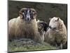 Sheep, Isle of Skye, Scotland-Art Wolfe-Mounted Photographic Print