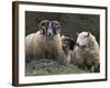 Sheep, Isle of Skye, Scotland-Art Wolfe-Framed Photographic Print