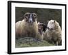 Sheep, Isle of Skye, Scotland-Art Wolfe-Framed Photographic Print