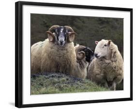 Sheep, Isle of Skye, Scotland-Art Wolfe-Framed Photographic Print