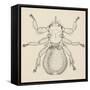 Sheep Ked (Melophagus Ovinus), Diptera-null-Framed Stretched Canvas