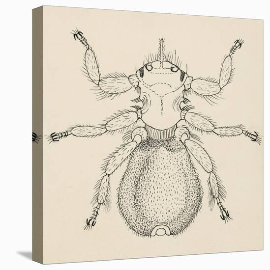 Sheep Ked (Melophagus Ovinus), Diptera-null-Stretched Canvas