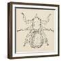 Sheep Ked (Melophagus Ovinus), Diptera-null-Framed Giclee Print