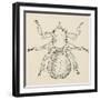 Sheep Ked (Melophagus Ovinus), Diptera-null-Framed Giclee Print