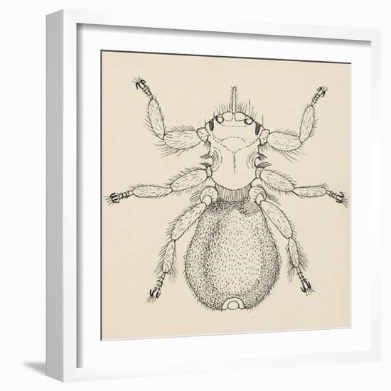 Sheep Ked (Melophagus Ovinus), Diptera-null-Framed Giclee Print