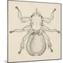 Sheep Ked (Melophagus Ovinus), Diptera-null-Mounted Giclee Print