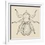 Sheep Ked (Melophagus Ovinus), Diptera-null-Framed Giclee Print