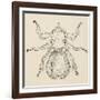 Sheep Ked (Melophagus Ovinus), Diptera-null-Framed Giclee Print