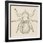 Sheep Ked (Melophagus Ovinus), Diptera-null-Framed Giclee Print