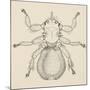 Sheep Ked (Melophagus Ovinus), Diptera-null-Mounted Giclee Print