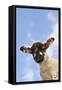 Sheep Lamb Against Blue Sky-null-Framed Stretched Canvas