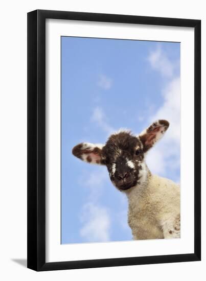 Sheep Lamb Against Blue Sky-null-Framed Photographic Print