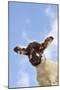 Sheep Lamb Against Blue Sky-null-Mounted Photographic Print