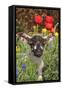 Sheep Lamb in Spring Flowers-null-Framed Stretched Canvas