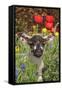 Sheep Lamb in Spring Flowers-null-Framed Stretched Canvas
