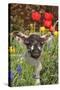 Sheep Lamb in Spring Flowers-null-Stretched Canvas