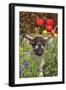 Sheep Lamb in Spring Flowers-null-Framed Photographic Print