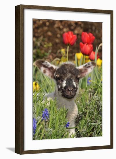 Sheep Lamb in Spring Flowers-null-Framed Photographic Print