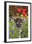 Sheep Lamb in Spring Flowers-null-Framed Photographic Print