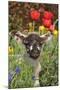 Sheep Lamb in Spring Flowers-null-Mounted Photographic Print