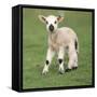 Sheep Lamb-null-Framed Stretched Canvas