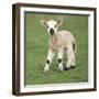 Sheep Lamb-null-Framed Photographic Print