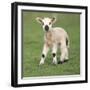 Sheep Lamb-null-Framed Photographic Print