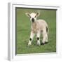 Sheep Lamb-null-Framed Photographic Print