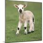 Sheep Lamb-null-Mounted Photographic Print