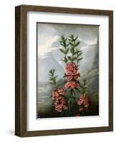 Sheep Laurel-Caldwell-Framed Giclee Print